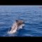 Delfini alle Egadi, come tutelarli dalle interazioni accidentali con la pesca professionale