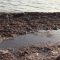 Spiagge a Marsala, alghe: a chi spetta la rimozione?