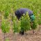 Agricoltura in Sicilia, un bando regionale per l’ammodernamento delle aziende